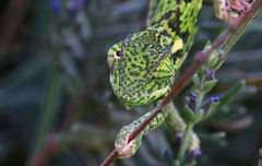 Chamaeleo dilepis
