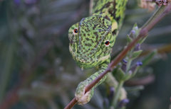 Chamaeleo dilepis