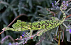 Chamaeleo dilepis