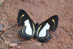 Baeotis elegantula