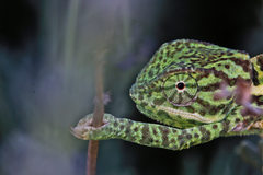 Chamaeleo dilepis