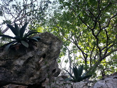 Agave angustifolia