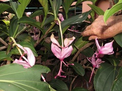Medinilla magnifica
