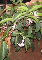 Medinilla magnifica