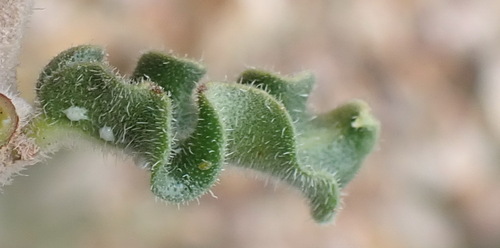 Image of Fockea capensis by (c) Nicola van Berkel, some rights reserved (CC BY-SA)