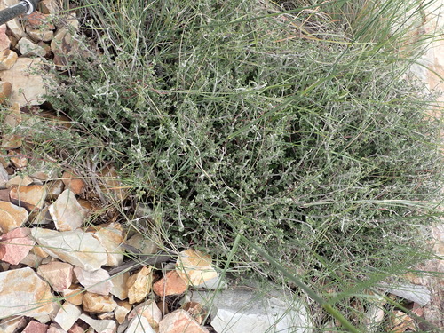 Image of Fockea capensis by (c) Nicola van Berkel, some rights reserved (CC BY-SA)