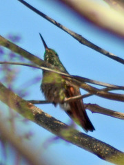 Saucerottia beryllina