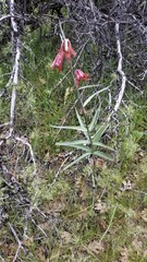 Fritillaria gentneri