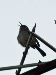 Thryomanes bewickii