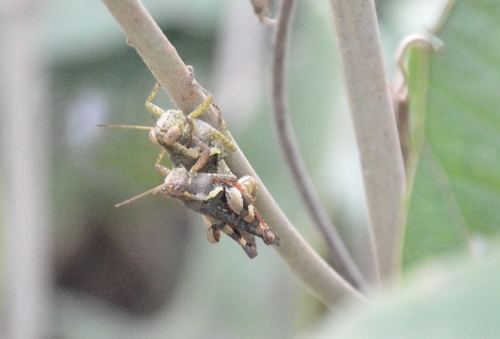 Rufous-legged Grasshopper photo 5
