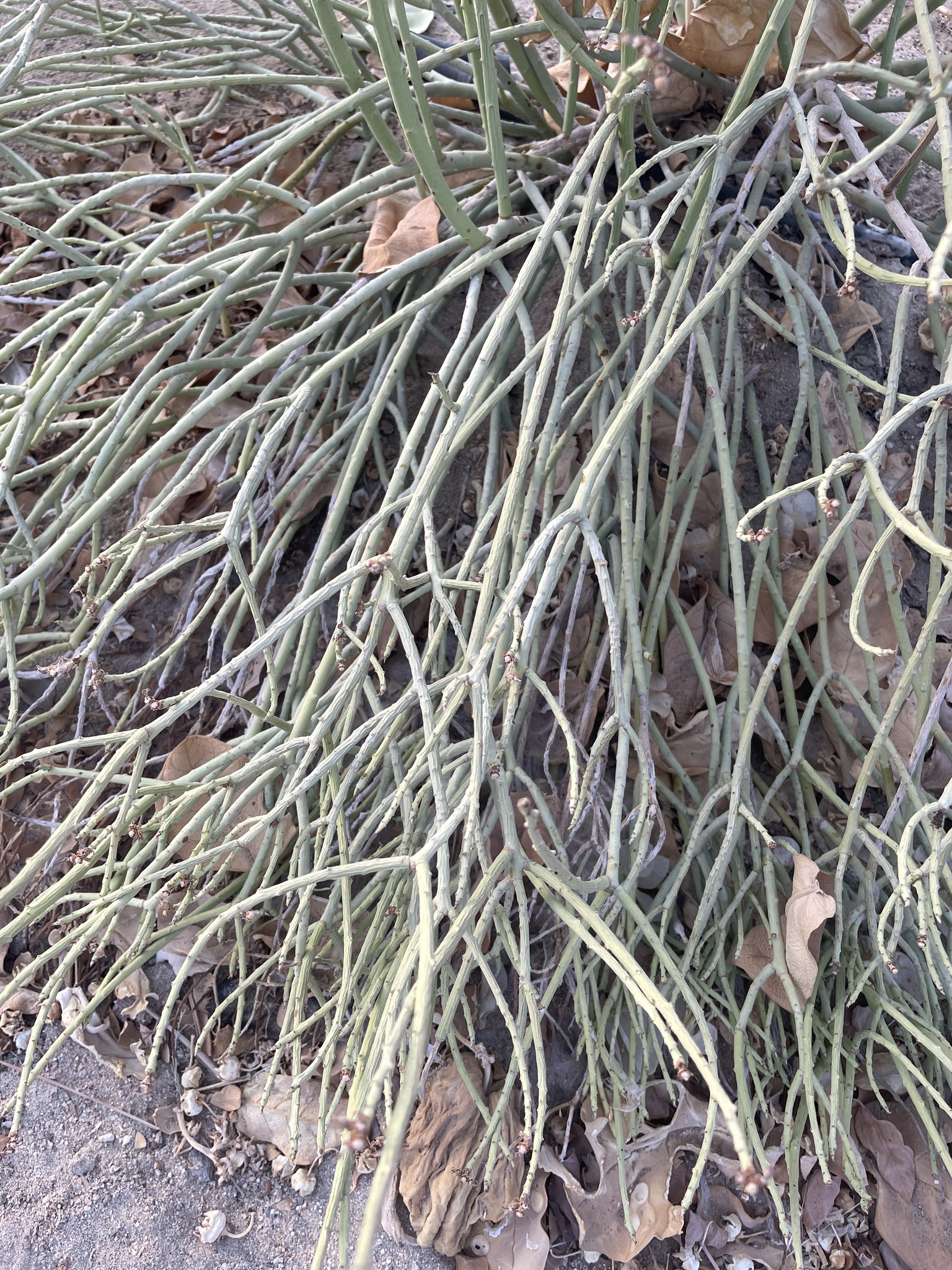 Euphorbia nubica