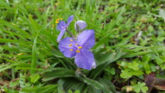 Tradescantia humilis