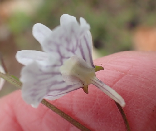 Image of Nemesia bicornis by (c) Nicola van Berkel, some rights reserved (CC BY-SA)