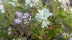 Lamium moschatum