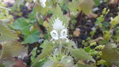 Lamium moschatum