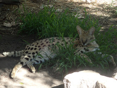 Leptailurus serval serval