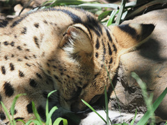 Leptailurus serval serval