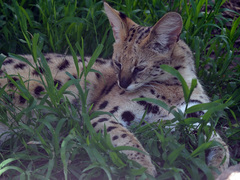 Leptailurus serval serval