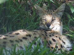 Leptailurus serval serval