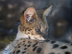 Leptailurus serval serval