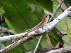 Anolis apletophallus