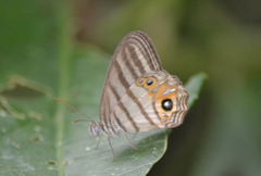 Splendeuptychia salvini