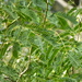 Senegalia tamarindifolia - Photo (c) saschant, algunos derechos reservados (CC BY-NC)