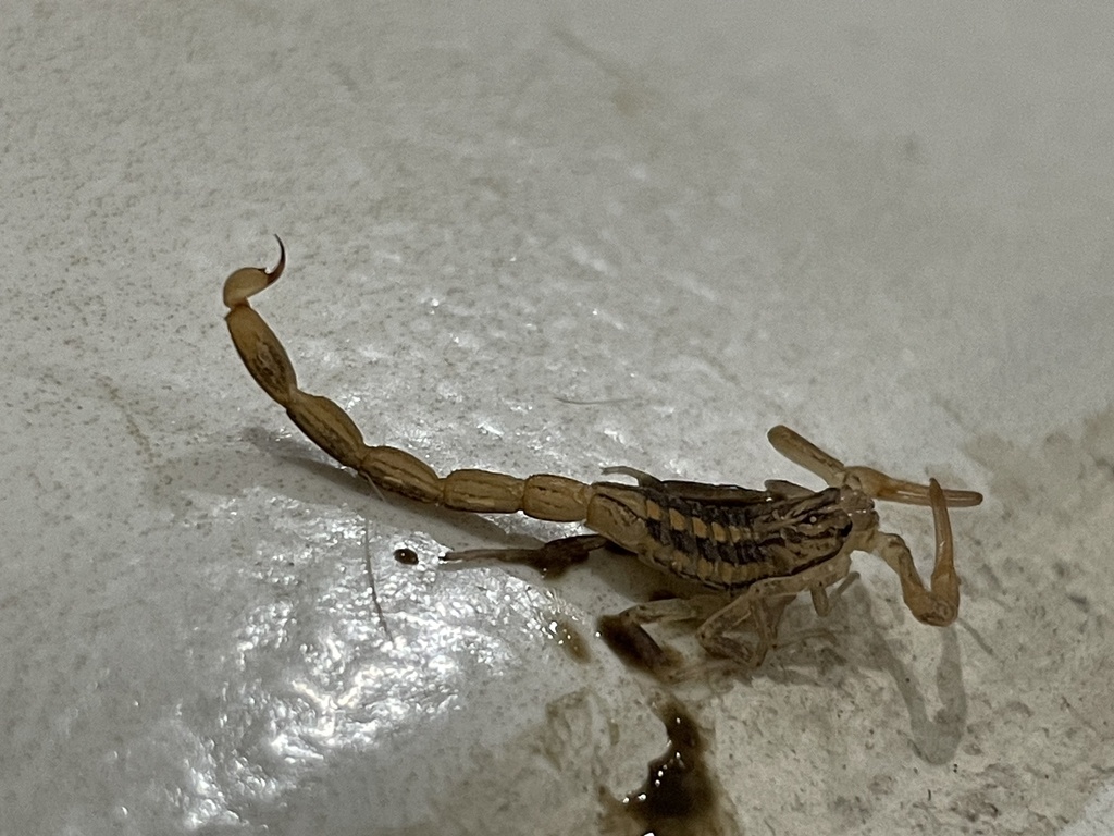 Centruroides balsasensis from Irapuato, Gto., MX on August 29, 2023 at