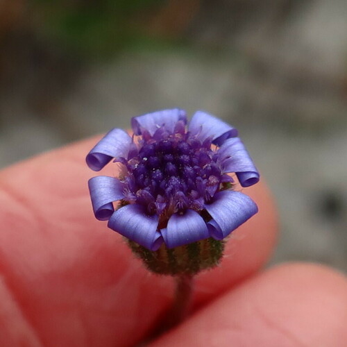 Pureblue Felicia (Felicia heterophylla)