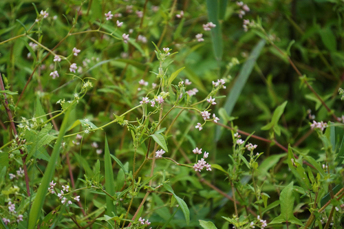 Persicaria maackiana iNat (3)