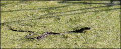 Natrix helvetica sicula