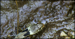 Natrix helvetica sicula