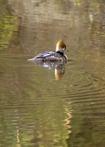 Lophodytes cucullatus