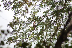 Piranga roseogularis