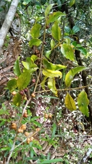 Peponidium