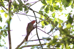 Piranga roseogularis