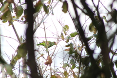 Amazona xantholora