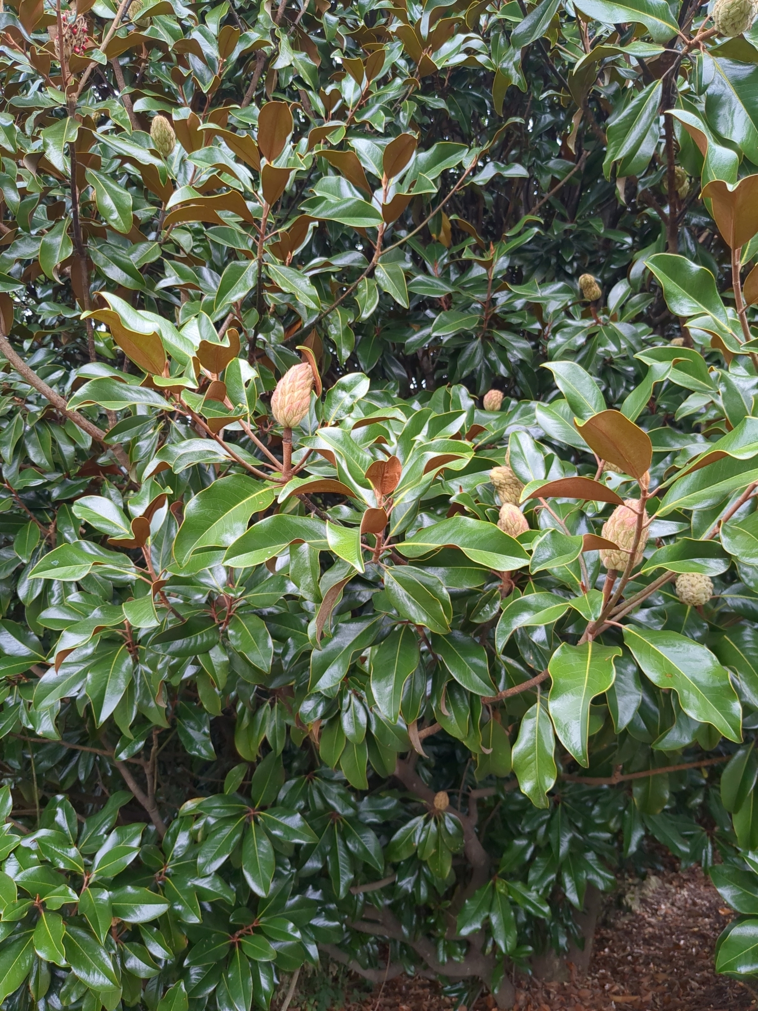 Magnolia