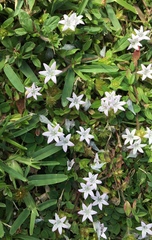 Richardia grandiflora