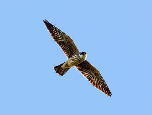 Faucon kobez, jeune