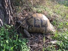 Testudo marginata