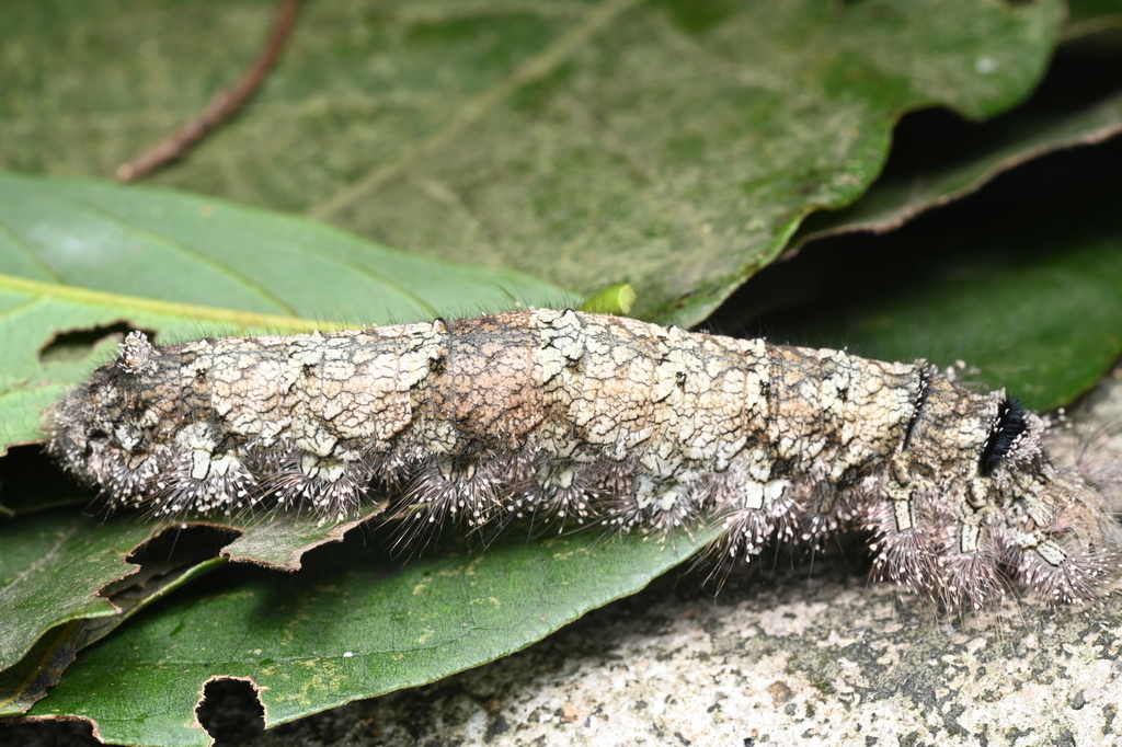 Gastropacha pardale from Sham Tseng Tsuen, Hong Kong on April 30, 2023 ...