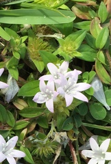 Richardia grandiflora