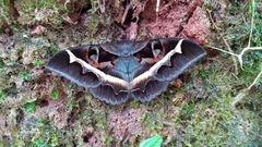 Cyligramma disturbans