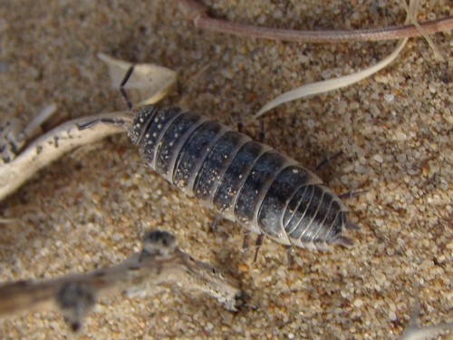Hemilepistus fedtschenkoi