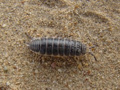 Hemilepistus fedtschenkoi