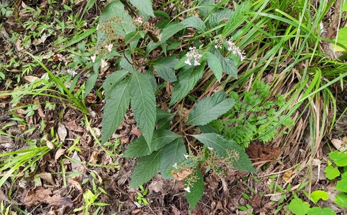 Cardiandra alternifolia iNat (3)