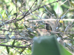 Chiroxiphia linearis