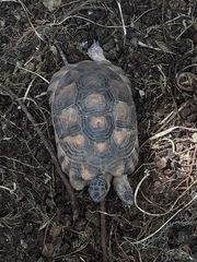 Testudo marginata