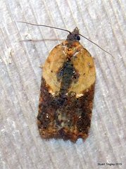 Acleris fragariana